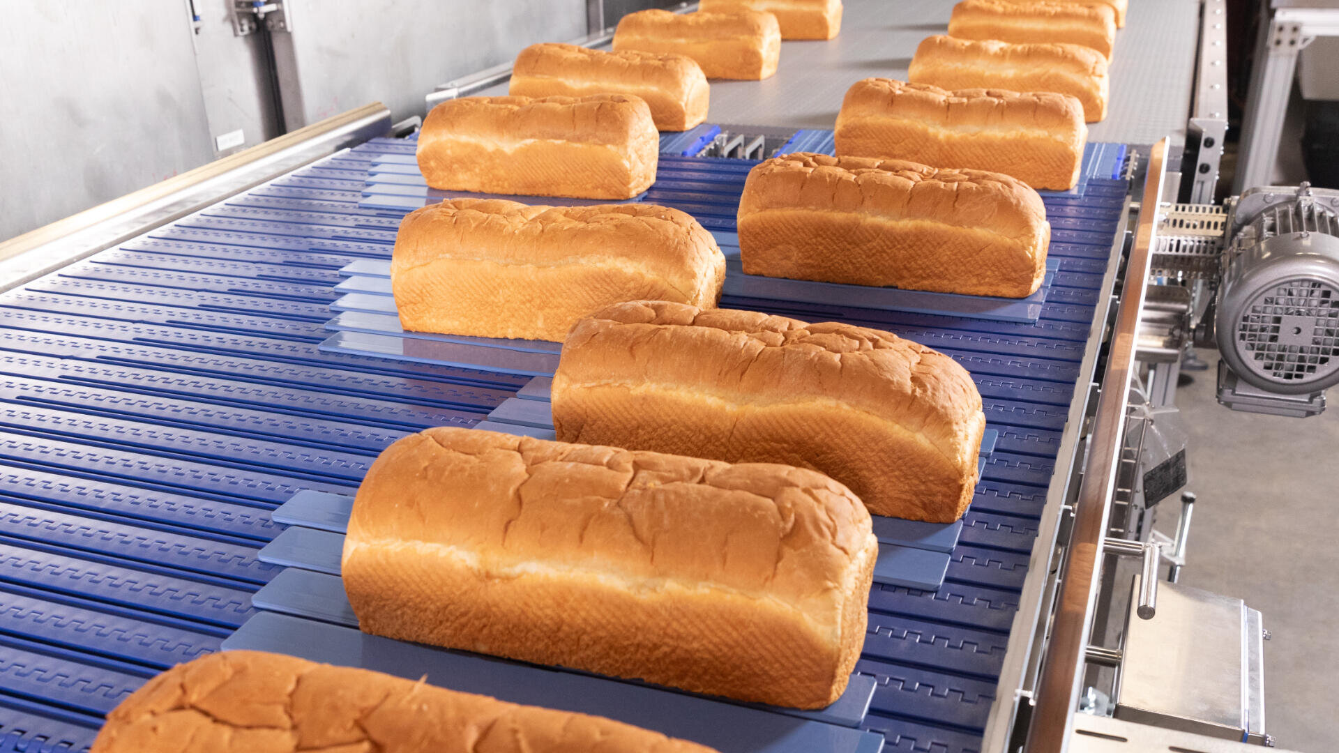 Several loaves of bread are lined up on a blue conveyor belt in a bakery or food processing facility.