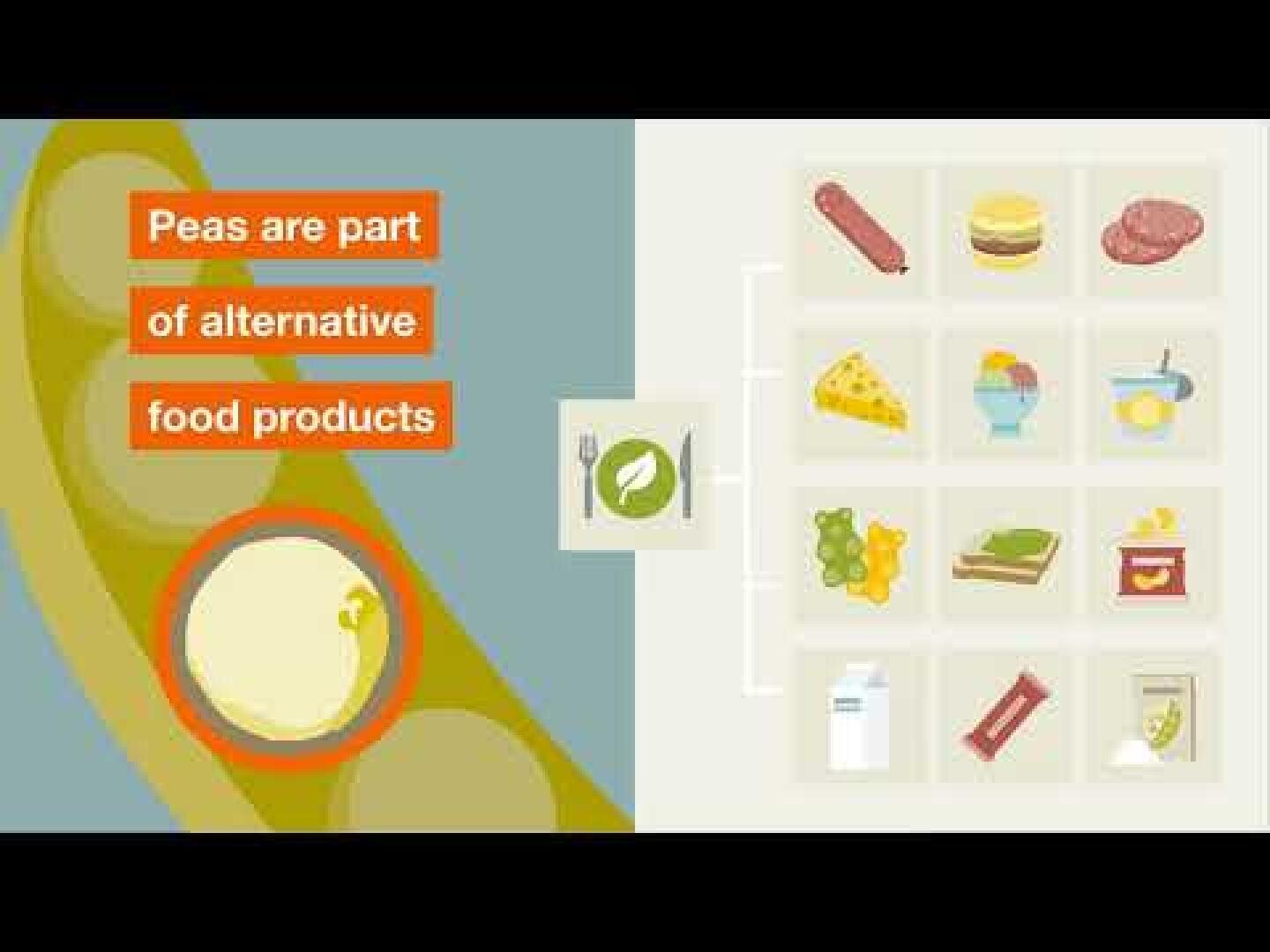An infographic showing peas as an ingredient in alternative food products, with a close-up of a pea on the left and icons of various foods like cheese, burgers, and milk on the right. Text reads: Peas are part of alternative food products.