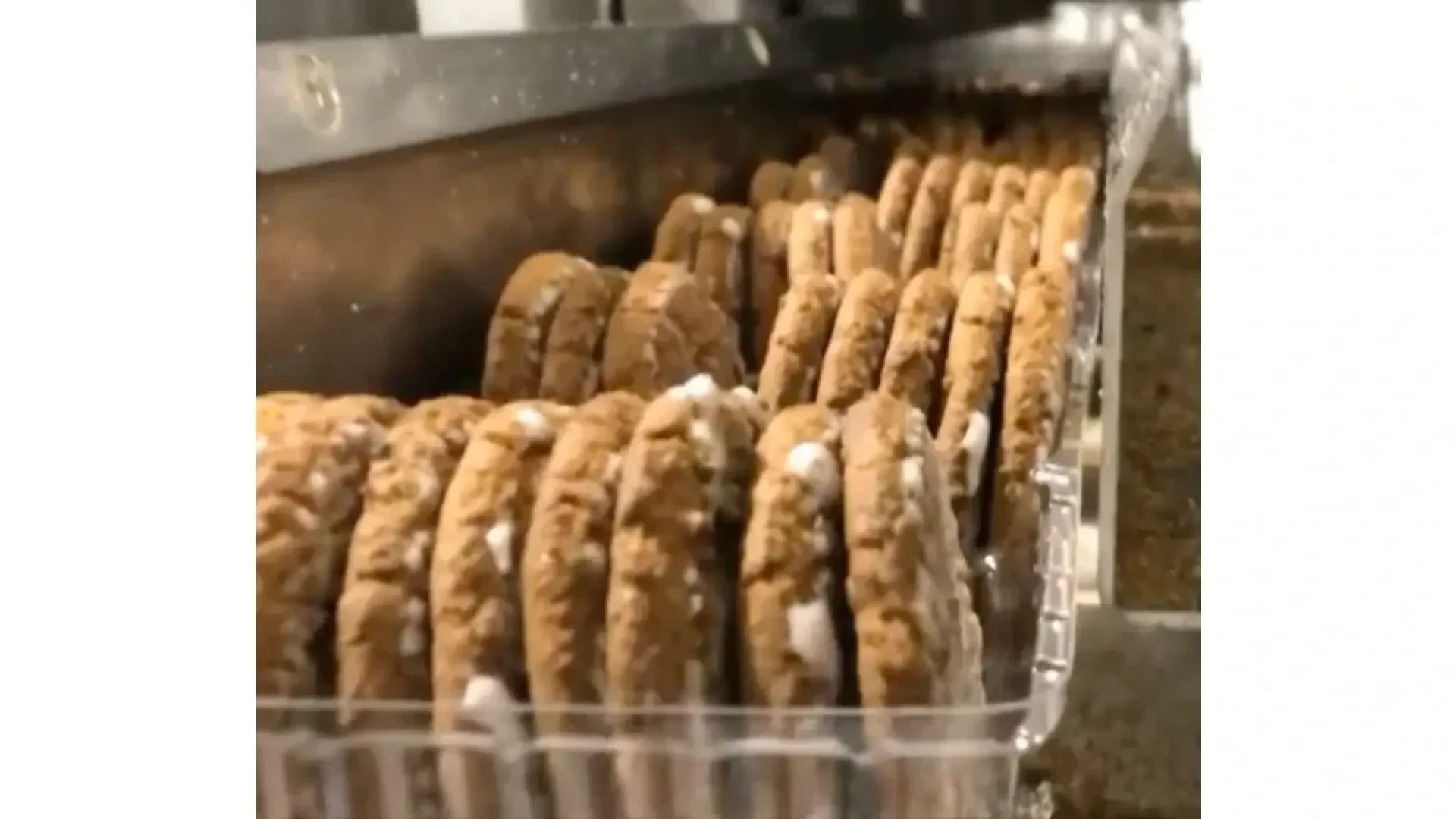 Reihen von Sandwich-Keksen mit Cremefüllung laufen in einer Fabrikhalle über ein Förderband, dicht verpackt in durchsichtigen Kunststoffschalen, bereit zum Verpacken.